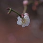 봄꽃/매화