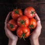 [트릿지 분석] 튀르키예 토마토 가격, 전월 대비 33% 상승