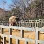 전라도 광주 가볼만한곳 패밀리랜드 우치공원 동물원 무료입장OK