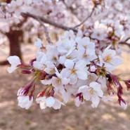 4월 일본 벚꽃축제 가기! 오사카 조폐국 벚꽃축제 예약 방법 및 관람 방법