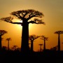 마다가스카르 여행 바오밥 나무 위치 모론다바 원숭이 아프리카 세계여행 BEST 2