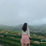 한국의 알프스 평창 대관령양떼목장 여름 방문 후기