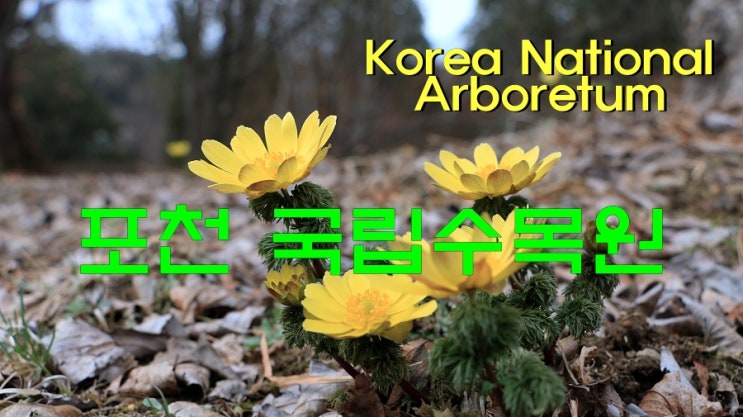 포천 국립수목원의 이른 봄꽃 (feat 각종 온실 꽃)/예약 : 네이버 블로그