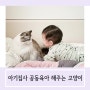 고양이 공동육아 아기 함께 돌봐요