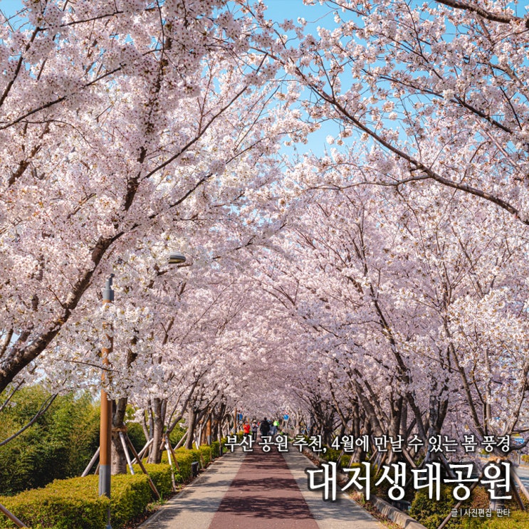 부산 대저생태공원 꽃구경 강서구 가볼만한곳 4월 풍경