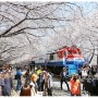 2023 전국 벚꽃 개화시기 벚꽃명소