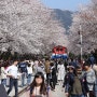 2023 전국 벚꽃 개화시기 및 벚꽃명소