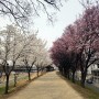 대구 벚꽃 개화시기, 이월드 벚꽃축제부터 가볼만한 명소 6곳 (ft. 실시간 개화 상황)