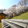 봄꽃 나들이 떠나기 좋은 진천의 명소 BEST3!