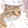 왜관 반려동물 프로필사진,벚꽃컨셉 / 고양이사진촬영