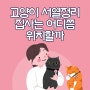 고양이 서열정리 집사는 어디쯤 위치할까