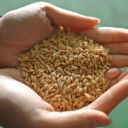 이 유기농 쌀은 정말 농약을 하나도 안하나요? (농산물 잔류농약 검사)
