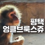 경기도 평택 엉클브룩스쥬 아이와 가볼만한곳 실내 동물원 체험 놀이 추천!