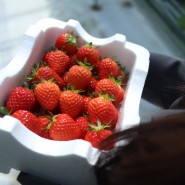 탐스러운 딸기가 가득한 딸기체험농장, 봉평메밀딸기