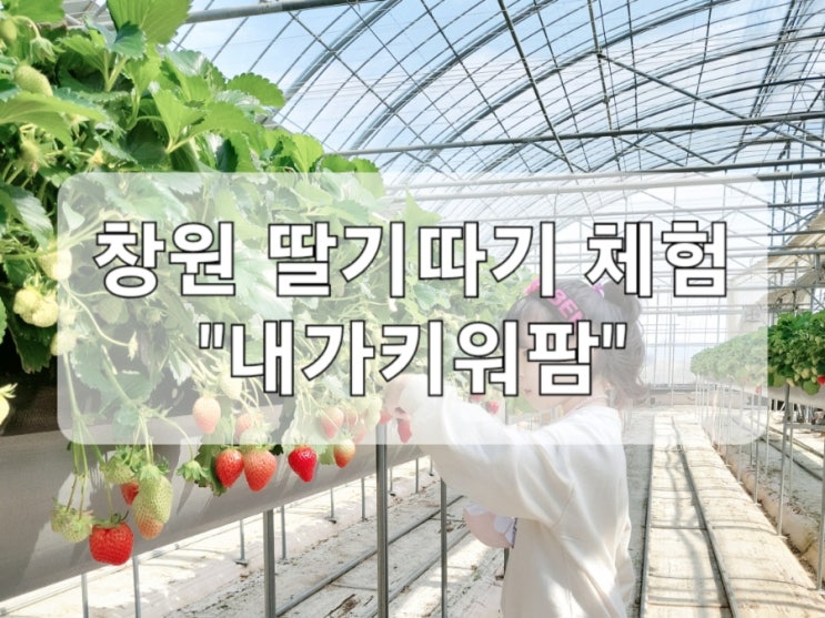 "내가키워팜" 딸기도 따고 솜사탕도 만들고 딸기화분까지...