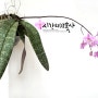 Phalaenopsis schilleriana 호접란 쉴러리아나