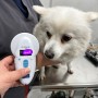 호주 시드니로 가는 동물검역 절차를 진행중인 스피츠 강아지 코코 : 반려동물 강아지 고양이 호주 데려가기 항체가 검사와 수입허가서 절차 비용
