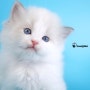 렉돌 렉돌 캐터리 고양이 분양가격 꽁냥꽁냥 귀여운 얼굴!/러블리캣