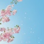 2023년 봄 개화시기 안내 (개나리,벚꽃,진달래)