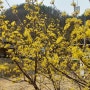 의성사곡산수유축제 /산수유/산수유꽃말/꽃이먼저피는나무