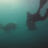 부산스쿠버다이버 포항 다이브11에서 다이빙에미치다