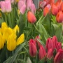 꽃집_봄꽃 추천! 향기 좋은 프리지아 2월 일기.