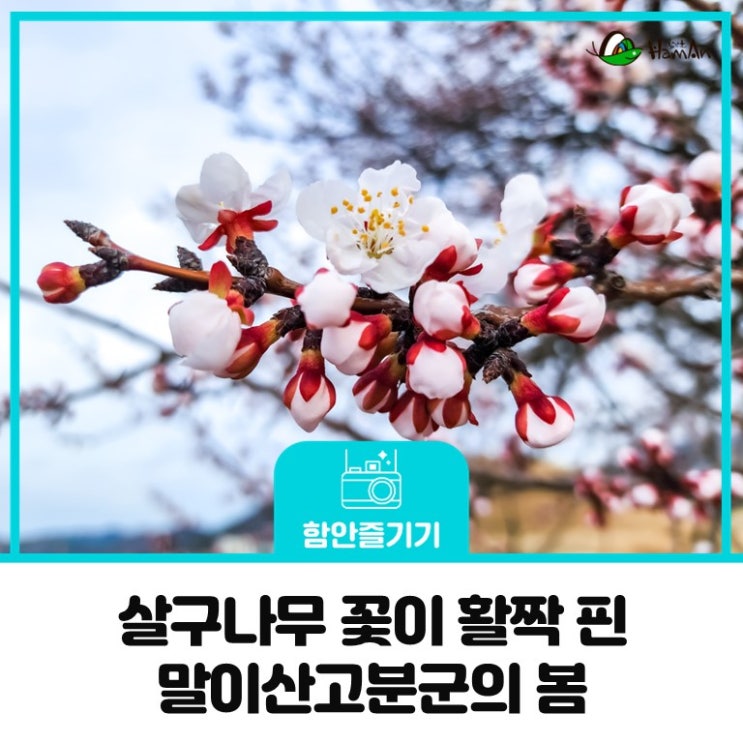 함안 말이산고분군의 봄, 살구나무 꽃이 활짝 피었습니다.
