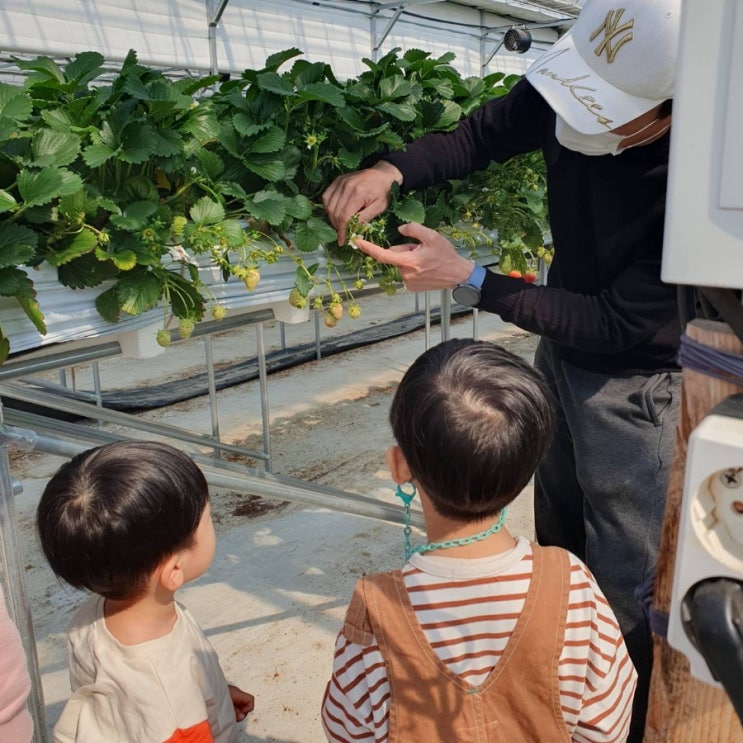 별마을딸기체험농장 방문후기, 수도권에서 가장 가까운 농장.