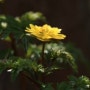 [7년 전 오늘] 야생화 천국 명지산 생태전시관 봄의 전령사 노란 복수초