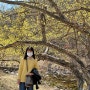 [경북/의성 여행] 의성 산수유꽃 축제 및 주차 팁