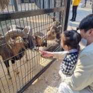 [울산 가볼만한곳] 아이와 함께 가기 좋은 울산 대공원 동물원