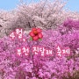 4월 부천 가볼 만한 곳, 진달래 명소 부천 원미산 진달래꽃동산