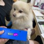 일본으로 가는 포메라이안 치와와 강아지들 모모타로와 차메 : 반려동물 강아지 고양이 일본 검역 수입허가서 광견병 항체가 검사 절차 비용