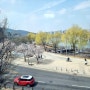 대구여행 스타벅스 수성레이크점 실시간 벚꽃구경