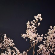 2023 무심천 푸드트럭 정보 / 3월 21일 기준 벚꽃 개화