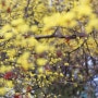 양평 산수유 한우축제 봄꽃 나들이 여행 in 주말갈만한곳