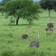 신혼여행 in 아프리카 탄자니아 -3 (Day1 타랑기레 국립공원 게임드라이브)