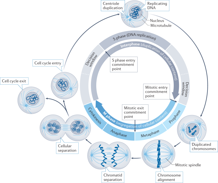 세포주기조절 항암제(chemotherapy with cell cycle inhibitors) : 네이버 블로그