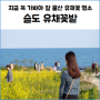 울산 동구 가볼 만한 곳 슬도 유채꽃 명소로 추천드려요(유채꽃 개화 상황 및 주변 맛집,주차장 소개)