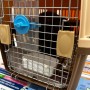 화요일 오전에 뉴질랜드 오클랜드 공항에 도착한 러시안블루 쿠퍼 : 반려동물 강아지 고양이 뉴질랜드 이민 절차 수입허가서 계류장 기간 항공운송 비용