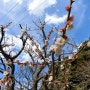 후쿠오카 2박3일 패키지 일본여행코스 첫날 일본벚꽃 숙소 먹거리 볼거리