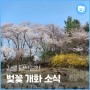 강릉 남산공원 벚꽃 개화 소식 (3/22)