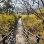 서울 봄꽃 개나리산 응봉산(개나리 개화상태)