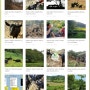 2014년부터 2023년까지 미리재농장 흑염소 사진 모음