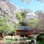 대전) 벚꽃명소 우암사적공원