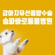 강아지 유선 종양 수술 - 위례 동물병원