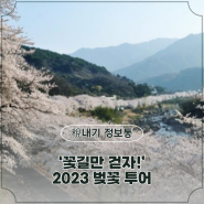 ‘꽃길만 걷자!’ 2023 벚꽃 투어