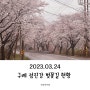 봄꽃여행 - 구례 섬진강 벚꽃길 (2023.03.24 개화상황)