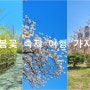 2023 여의도 벚꽃축제 / 봄꽃 축제 여행 가자!