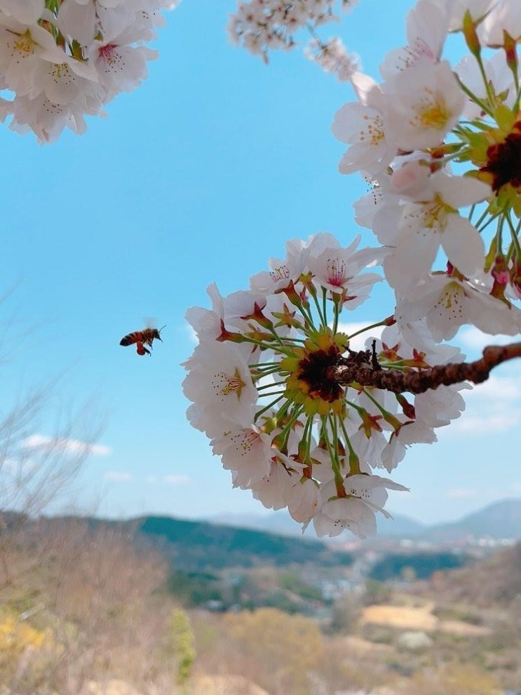 능전수목원 정원이야기_부산창원근교 봄나들이, 경남 숨은 벚꽃...